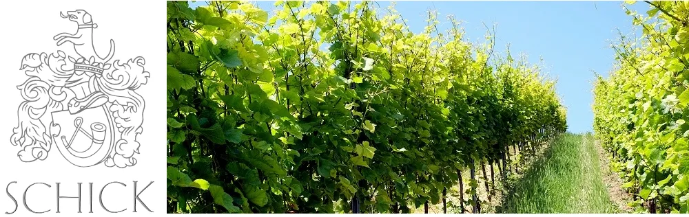 Weinberge in Jugenheim, Rheinhessen im Sommer